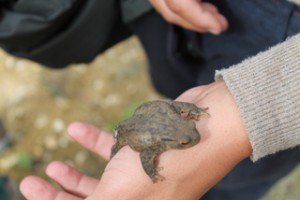 Common Toad