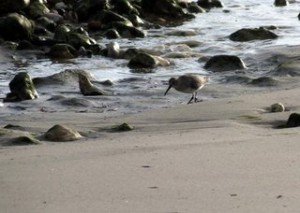 Dunlin