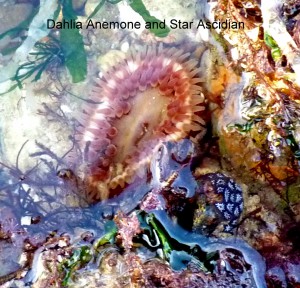 Dahlia anemone and Star Ascidian