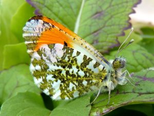 orange Tip