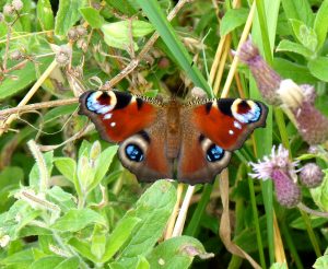 Peacock butterfly